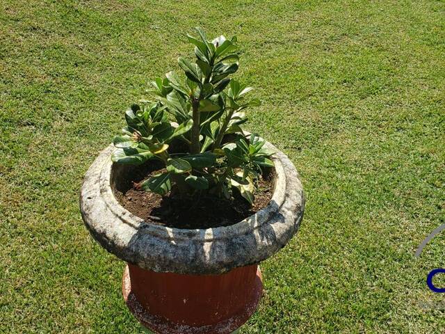 #3000 - Chácara para Venda em Chapada dos Guimarães - MT - 2